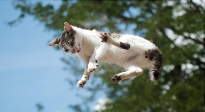 De alguma forma, ainda é um mistério para a comunidade científica como os gatos conseguem cair de pé